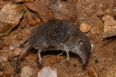 Crocidura russula