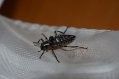 Homocyrtus dromedarius