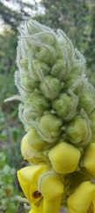 Verbascum densiflorum