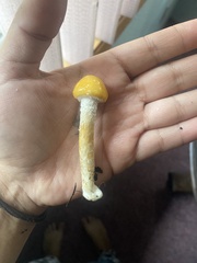 Stropharia ambigua