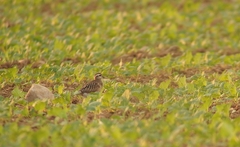 Charadrius morinellus