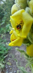 Verbascum densiflorum