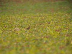 Charadrius morinellus