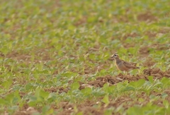 Charadrius morinellus
