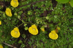 Calceolaria tenella