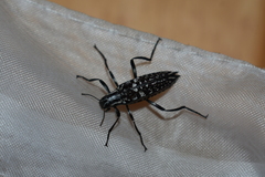 Homocyrtus dromedarius