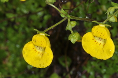Calceolaria tenella