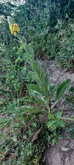 Verbascum densiflorum