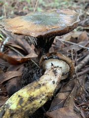 Gomphidius oregonensis