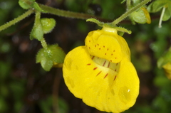 Calceolaria tenella