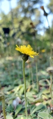Pilosella officinarum
