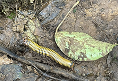Anadenobolus monilicornis