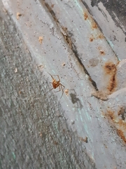 Nesticodes rufipes