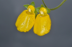 Calceolaria crenatiflora