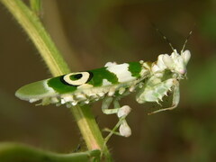 Pseudocreobotra ocellata