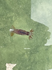 Sepioteuthis sepioidea