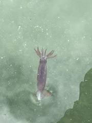 Sepioteuthis sepioidea