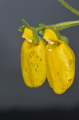 Calceolaria crenatiflora