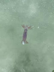 Sepioteuthis sepioidea