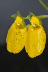 Calceolaria crenatiflora