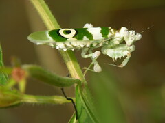 Pseudocreobotra ocellata