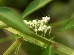 Pseudocreobotra ocellata