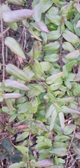 Elaeagnus pungens