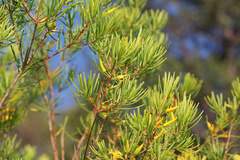 Persoonia virgata