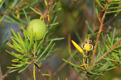 Persoonia virgata