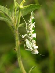 Pseudocreobotra ocellata