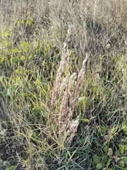 Schizachyrium littorale