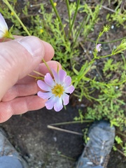 Sabatia kennedyana