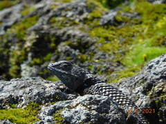 Sceloporus mucronatus