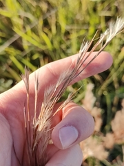 Schizachyrium littorale