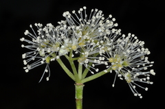 Hydrangea serratifolia