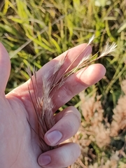 Schizachyrium littorale