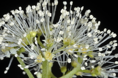 Hydrangea serratifolia
