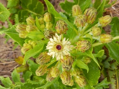 Sonchus grandifolius