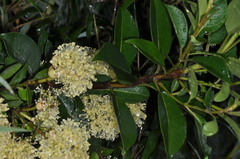 Hydrangea serratifolia