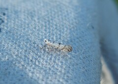 Argyresthia thuiella
