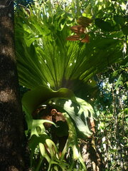 Platycerium superbum