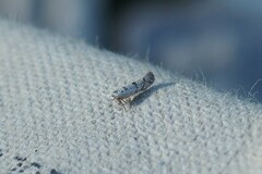 Argyresthia thuiella