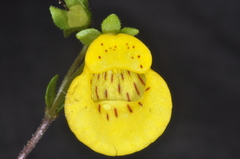Calceolaria tenella
