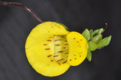 Calceolaria tenella