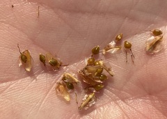 Eleocharis equisetoides