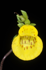 Calceolaria tenella