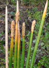 Eleocharis equisetoides