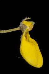 Calceolaria crenatiflora