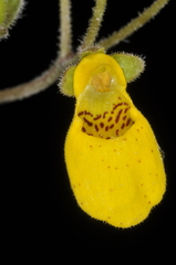 Calceolaria crenatiflora
