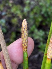 Eleocharis equisetoides